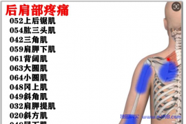肩后部疼痛评估与康复.mp4
