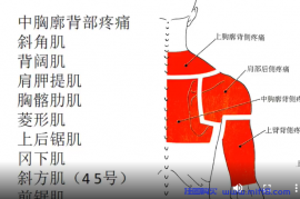 中胸廓背侧疼痛与康复.mp4